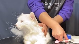 Amazing Turkish Angora Cat Bathing : How To Trim Turkish Angora Cat's Paws | Puppy Groomy