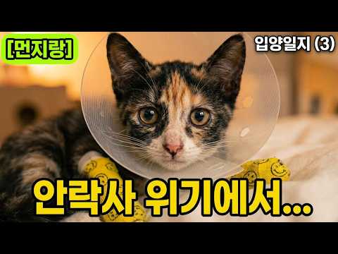 너를 안락사 시킬 뻔 했구나.. 어떻게 하다가 이 지경이 되었니?