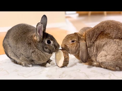 Discover the Considerate Side of Rabbit! 🐰😄