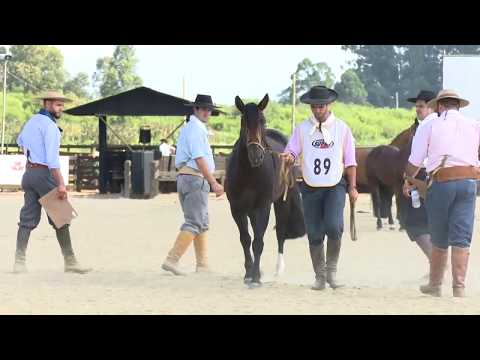 Guerrilheiro da Cabanha Santa Fé no Bocal de Ouro 2017