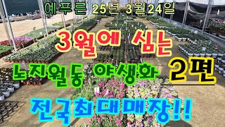 2025년3.24) 야생화 2편 전국최대매장!! 예푸른 (야생화 너무많아서 2편으로 영상을 올려요)