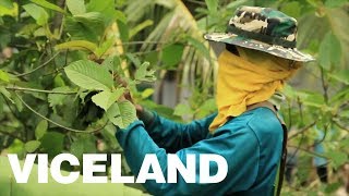 The Trouble with Kratom in Thailand