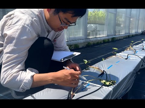 学生インタビュー　研究紹介④　摂南大学農学部　農業生産学科