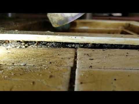 Fruit Fly Haven in Freehold, NJ