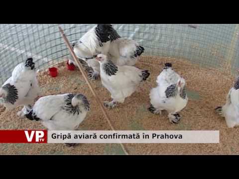 Gripă aviară confirmată în Prahova