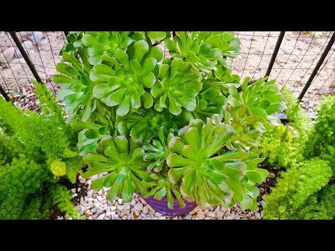 download lagu mp3 mp4 Desert Container Plants, download lagu Desert Container Plants gratis, unduh video klip Desert Container Plants