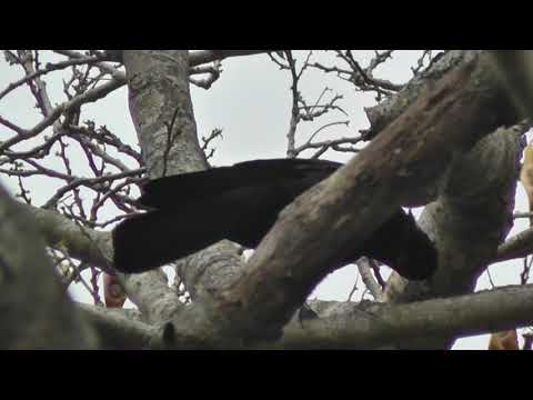 Vrana dôvtipná (Corvus moneduloides) — správanie, biotop a hlas