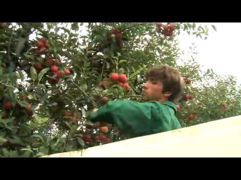 Clube da Maçã de Alcobaça | Colheita da Maçã de Alcobaça