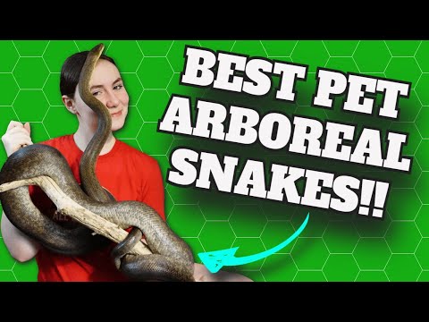 There's Nothing Like An Arboreal Snake!