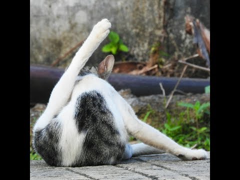 This Cat is Busy in her Makeup - Need to distract her  :) ASMR