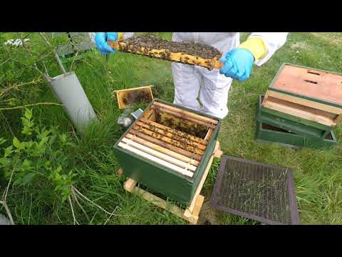 New UK Beekeeper  Blog #24  - Weekly Inspection Part 1 - Artificial Swarm Update