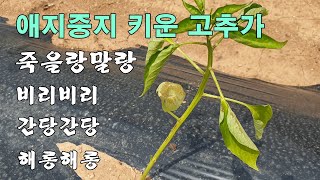 애지중지 키운 고추가 죽을랑말랑 간당간당 비리비리 해롱해롱