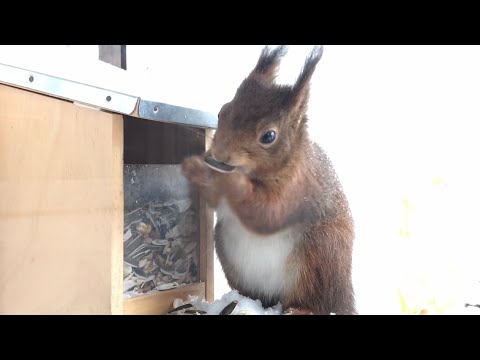 Eichhörnchen Futterhaus im Winter