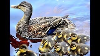 Curious ducks talking - duck sounds