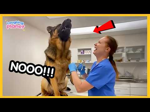 🐕💉Funny Dogs Facing the Vet in the Most RIDICULOUS Ways!🤣
