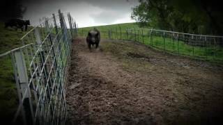 Homer the running pig