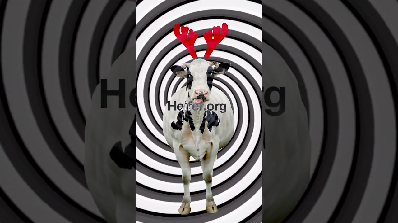 ✨Amazing Hypnotic Cow Trick✨ That Changes the World #endhunger #christmas