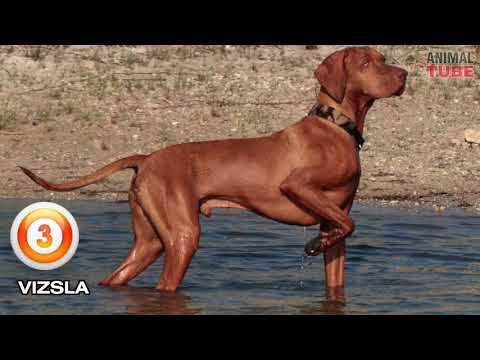 TOP 10 FASTEST DOG BREEDS