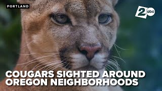 Cougars are being sighted in Oregon neighborhoods