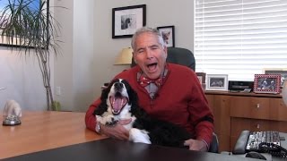 Adoption Questions: What do Yogi & Hanna do at the office all day?