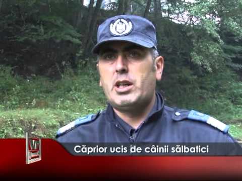 CAPRIOR UCIS DE CAINII SALBATICI