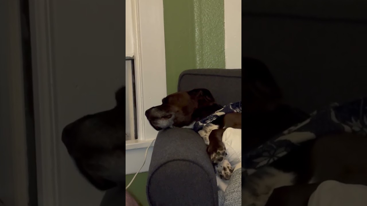 Enlarge Buddy, a Adoptable mixed breed in Ellensburg, WA video 6/6