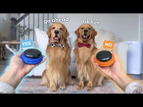 My Dogs Answer Fan Questions