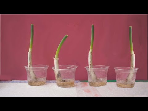 , title : 'How To Grow Green Onions Or Scallions in Water | Regrow Vegetables From Kitchen Scraps - Gardening'