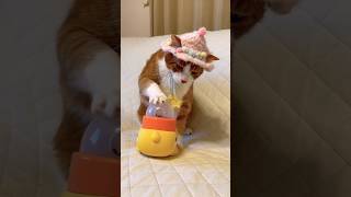 俺は食べる為なら、どーも天才です！ニャンコ #cat #shorts #cat #猫のいる暮らし