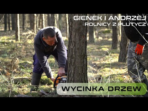 Wycinka drzew u Gienka i Andrzeja Rolników z Podlasia