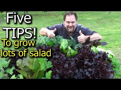 , title : '5 Tips How to Grow a Ton of Salad in Just One Raised Garden Bed or Container'