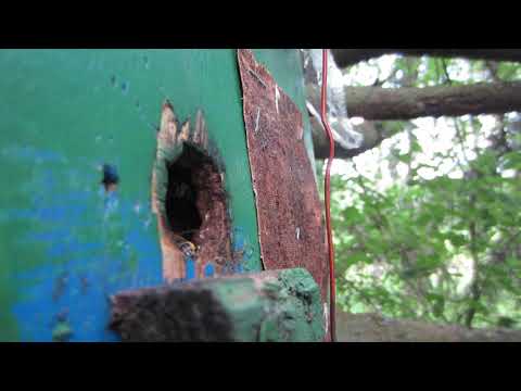 Роеловство.Как узнать если матка с пчёлами в ловушке.Как пчелы работают в ловушке и приносят пыльцу.