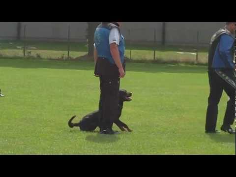 Ankafaxxes Izzie  Limburgs kampioenschap KKUSH 02-09-2012