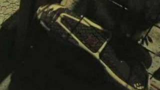 raccoon likes my shoe