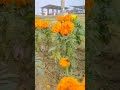 Maharishi Valmiki International Airport Ayodhya Dham
