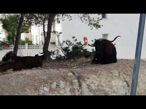 guten Morgen Mallorca