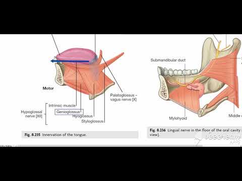 Tongue muscles Innervation