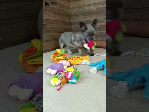 Video 3