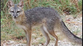 Texas Wildlife, Feb - Sept 2015