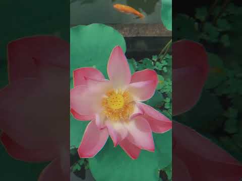 bob junior x FUR - Wish You Were Here #shorts  #story #fur #bobjunior