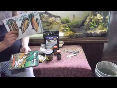 OCA Wrapup/plant dip 11/21