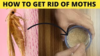 How To Get Rid Of Clothes moths in carpets and kitchen naturally at home |  Moth Traps