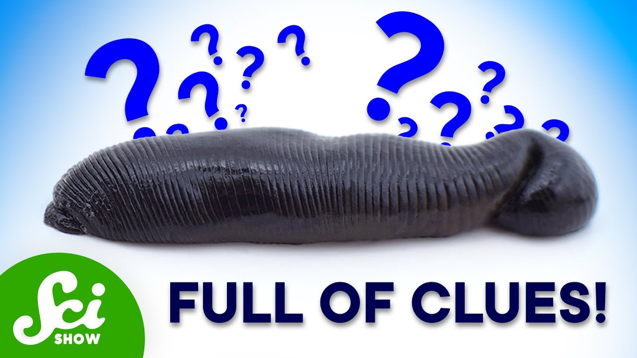 How Leeches Are Helping to Save Endangered Species - YouTube