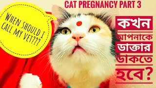 Cat Pregnancy Part 3 : When should I call Vet? কখন আপনাকে ভেট ডাকতে হবে? #Cat_Care