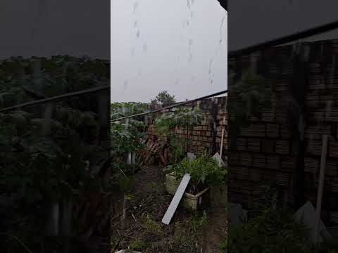 Tarde chuvosa em cururupu Maranhão @jodointerior7154