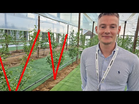 Grusze na dwa przewodniki. BIBAUM® w gruszach