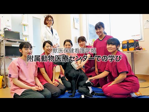先端経営学科 酪農学園大学　附属動物医療センターでの学び　｜　獣医保健看護学類　実習紹介