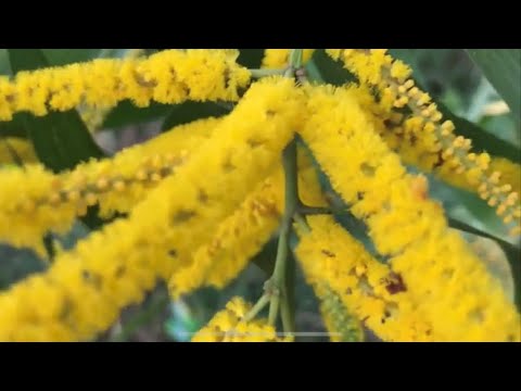 SYDNEY GOLDEN WATTLE BLOSSOMS #drpurnasreeramaneni By Dr Purna Sreeramaneni