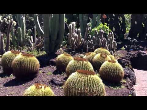 LPA '17 - Las Palmas de Gran Canaria - Jardín Botánico Canario Viera y Clavijo