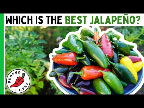 Which Is The BEST JALAPEÑO Pepper? Tasting 8 Varieties - Pepper Geek